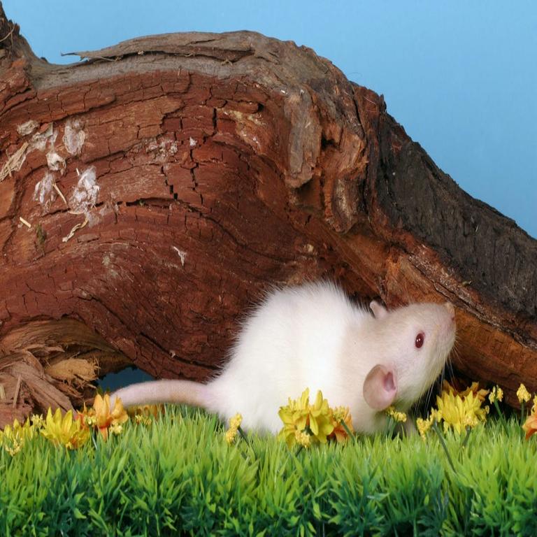 “Nuevo malware ‘Resolver’: Un sigiloso RAT se infiltra en sistemas”