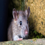 El peligroso troyano Neptune RAT, que secuestra Windows, se propaga a través de Telegram y YouTube.