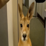 Este video viral generado con inteligencia artificial ha logrado engañar a millones de usuarios al simular con precisión contenido auténtico.