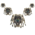 “A pesar de los arrestos, Scattered Spider sigue realizando hackeos de alto perfil”