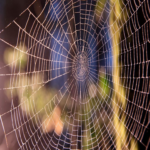 “La ‘Araña Venenosa’ enfoca a reclutadores en estafa de phishing”
