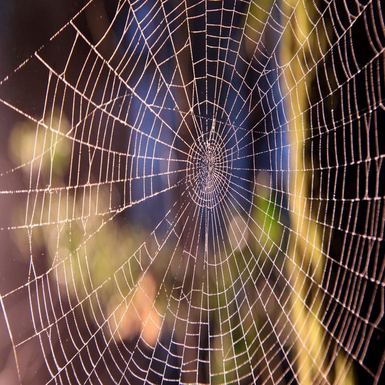 “La ‘Araña Venenosa’ enfoca a reclutadores en estafa de phishing”