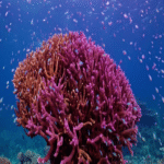 Brazos robóticos equipados con inteligencia artificial contribuyen a la restauración de arrecifes de coral severamente deteriorados.