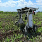 El robot con inteligencia artificial que podría reemplazar a los agricultores: elimina malezas sin pesticidas y replica las labores humanas en los cultivos.
