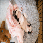 La tecnología se convierte en el mejor aliado para el cuidado canino en el hogar.