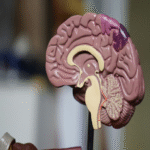 La productividad no depende de incrementar las horas laborales: resulta más efectivo comprender el funcionamiento del cerebro.