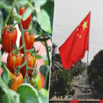 Extremadura tenía grandes expectativas con su robusta industria de tomate español, hasta la llegada de China.