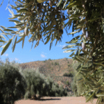 Se pensaba que se enfrentaba una cosecha de aceite calificada como histórica, pero los agricultores ahora anticipan un ajuste a la realidad.