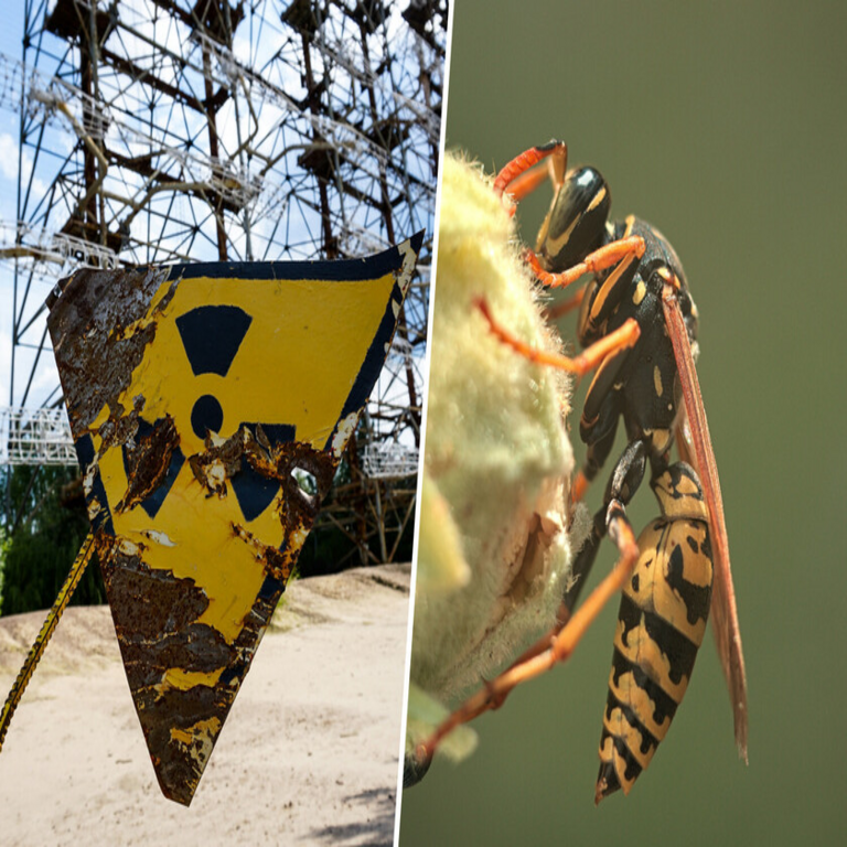 Al investigar un depósito de residuos nucleares, Estados Unidos descubrió un escenario aún más crítico: avispas contaminadas con radiación.