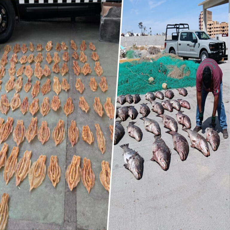México ha iniciado una ofensiva contra el contrabando de un producto que está afectando severamente el mercado chino: la denominada “cocaína del mar”.