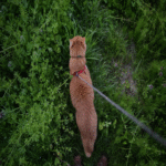 Pasear a gatos con correa se ha convertido en una tendencia actual. Consultamos a una especialista en conducta felina quien expuso su postura profesional al respecto.