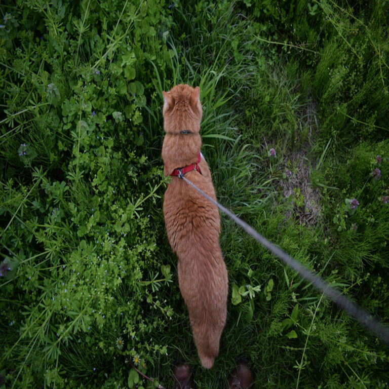 Pasear a gatos con correa se ha convertido en una tendencia actual. Consultamos a una especialista en conducta felina quien expuso su postura profesional al respecto.