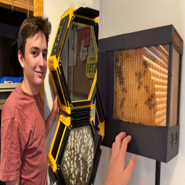 Fabrique su propia colmena mediante impresión 3D: producción de miel en su hogar sin riesgos ni interacción directa con abejas.