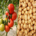 El dilema de la patata o el tomate: resolviendo una interrogante más compleja que el clásico debate del huevo y la gallina.