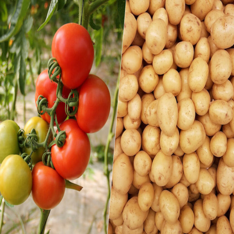 El dilema de la patata o el tomate: resolviendo una interrogante más compleja que el clásico debate del huevo y la gallina.