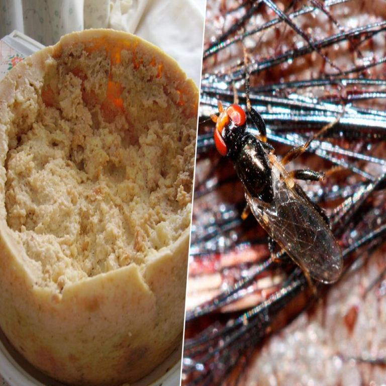 El manjar vetado en Italia: un queso cuya elaboración alcanza niveles tan extremos que la Unión Europea se vio obligada a imponer restricciones regulatorias.