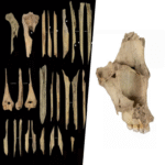 El reciente hallazgo de canibalismo prehistórico en Atapuerca presenta una única explicación contundente: la violencia.