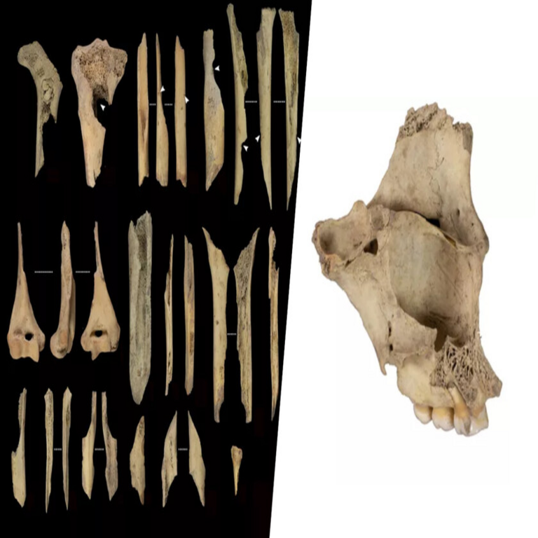 El reciente hallazgo de canibalismo prehistórico en Atapuerca presenta una única explicación contundente: la violencia.
