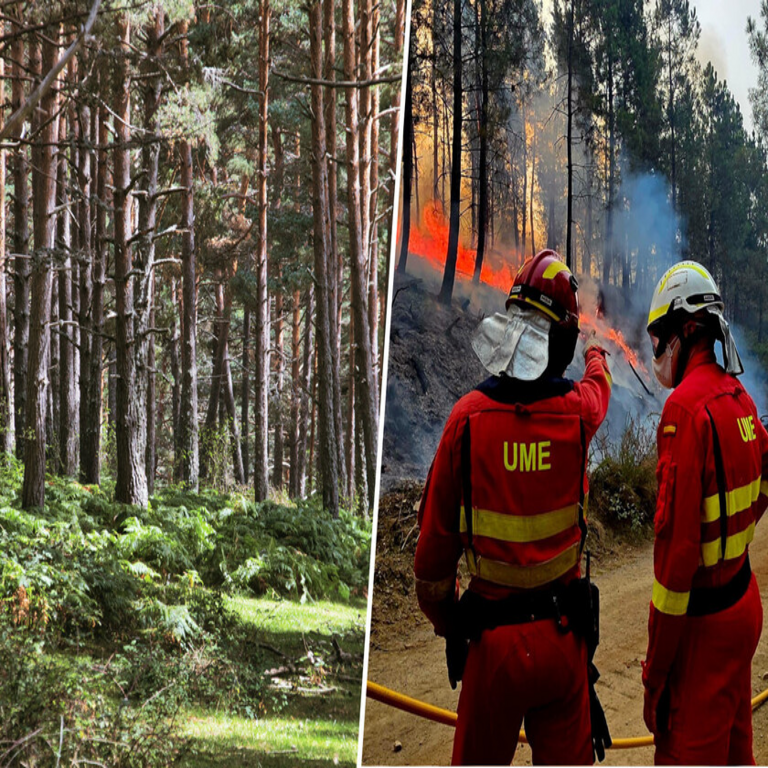 Para abordar la protección forestal contra incendios, en Soria se aplica una solución tradicional basada en la gestión de masas de pinar.