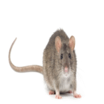 Cómo los RATs en evolución están redefiniendo las amenazas a la seguridad empresarial.
