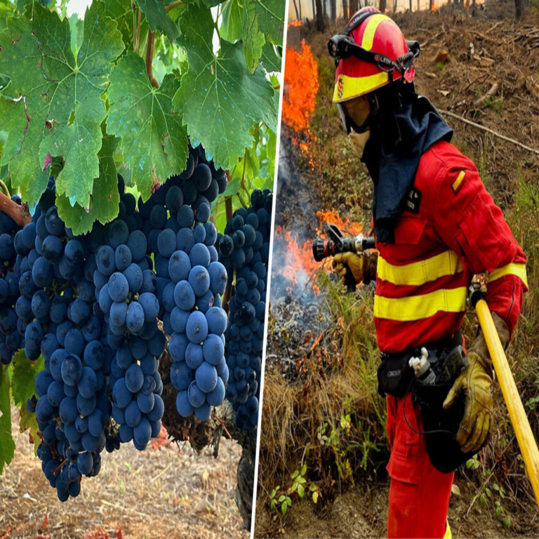 La provincia de Ourense, tras soportar una prolongada y severa oleada de incendios, afronta ahora una consecuencia adicional: la evaluación del impacto en su sector vitivinícola.