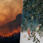 Este año se perfilaba inicialmente como el período de recuperación de la producción agrícola; no obstante, las olas de calor y los incendios están alterando dichas proyecciones.