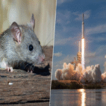 Rusia: Experimento de radiación espacial con modelos biológicos para misiones a Marte