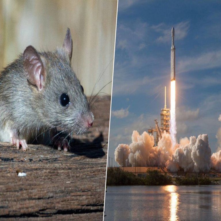 Rusia: Experimento de radiación espacial con modelos biológicos para misiones a Marte