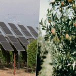 La sidra vasca contará con un aliado inesperado: la protección sombreada de los paneles solares.