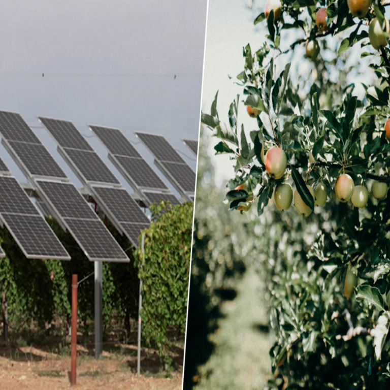 La sidra vasca contará con un aliado inesperado: la protección sombreada de los paneles solares.