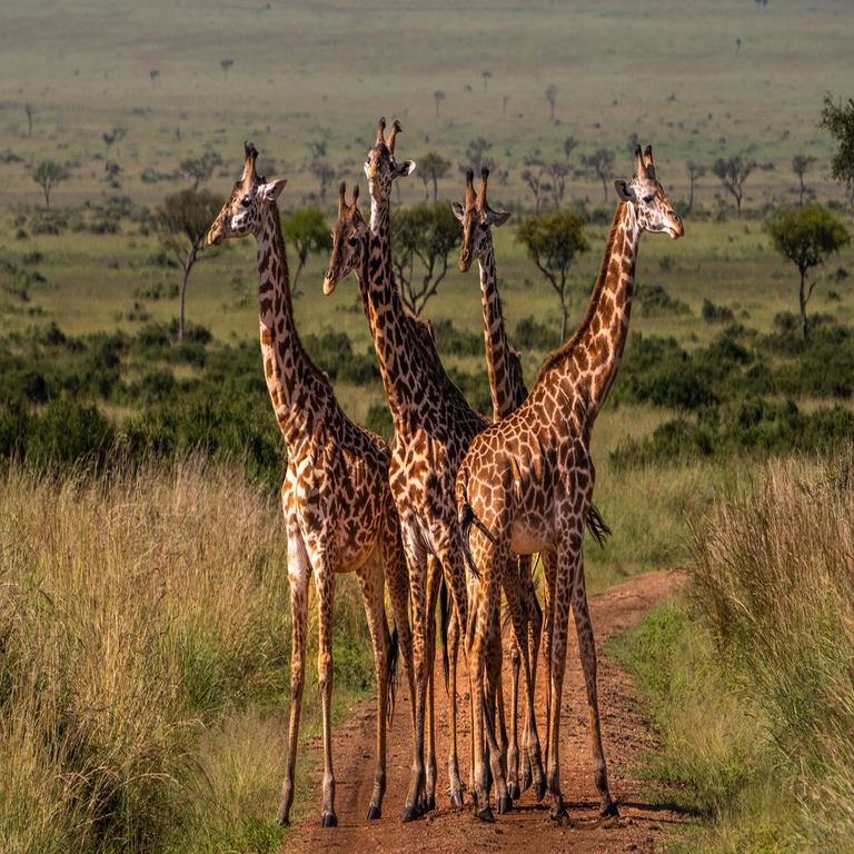 Existía más de una especie de jirafa sin que la comunidad científica lo hubiera identificado.