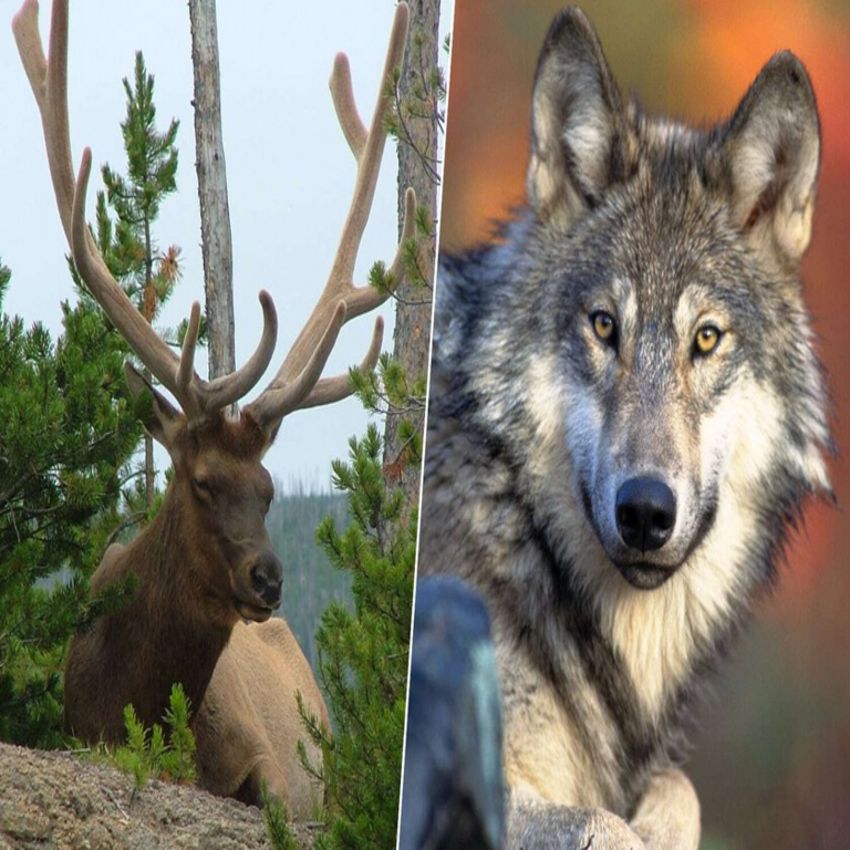 Un siglo de herbivoría sin restricciones estaba degradando el ecosistema de Yellowstone; la solución lógica fue la reintroducción del lobo.