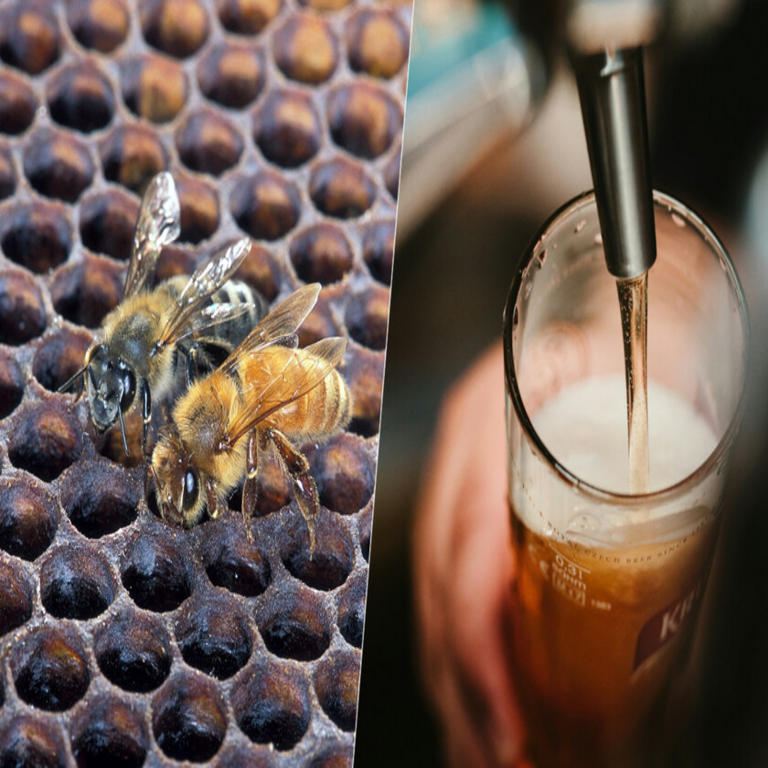 La propuesta más vanguardista en la fermentación cervecera no se centra en el contenido alcohólico, sino en la incorporación de metabolitos derivados de la apis mellifera scutellata.