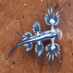 Un animal de apariencia similar a un Pokémon ha estado provocando alteraciones en el ecosistema de Alicante durante semanas: la reaparición del dragón azul después de tres siglos de ausencia.