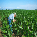 Datos de 1 millón de clientes de Farmers Insurance comprometidos.