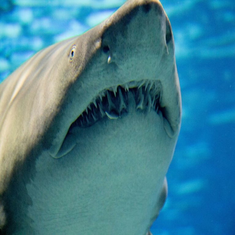 La acidificación oceánica alcanza niveles sin precedentes, provocando la degradación dentaria en especies de tiburones.