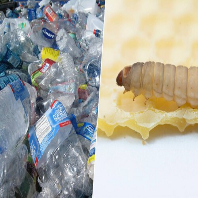 El problema crítico de la contaminación por plásticos encuentra una potencial solución biológica en la capacidad de una oruga para degradar una bolsa en 24 horas.