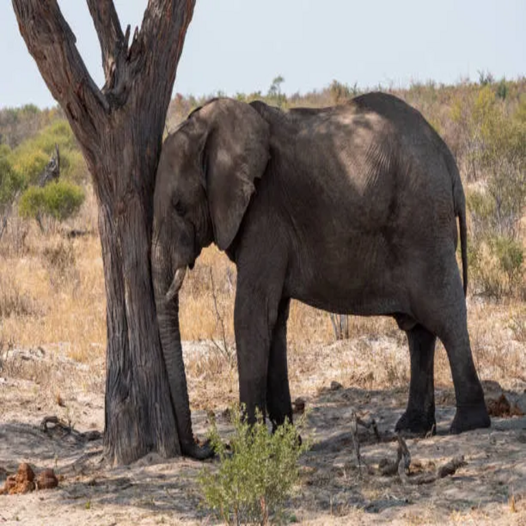 Ivory es una herramienta conveniente para la gestión de clústeres de PostgreSQL.