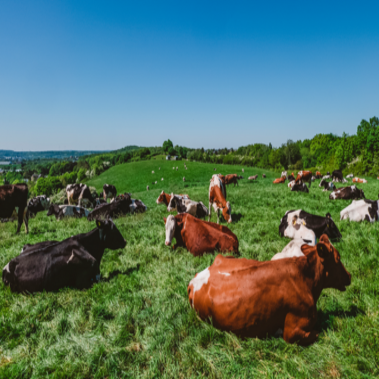 Red Eléctrica incorpora un contingente de 800 cabezas de ganado en Asturias para la gestión de la vegetación y la prevención de incendios.