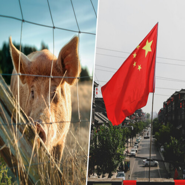 Rusia busca incrementar su participación en el mercado porcino de China, objetivo que Pekín ha favorecido recientemente mediante la imposición de aranceles de hasta el 62% a la Unión Europea.