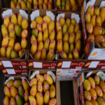 España se ha consolidado como el principal proveedor europeo de frutas tropicales, un estatus que la ha llevado a alcanzar un récord singular en la producción de mango.