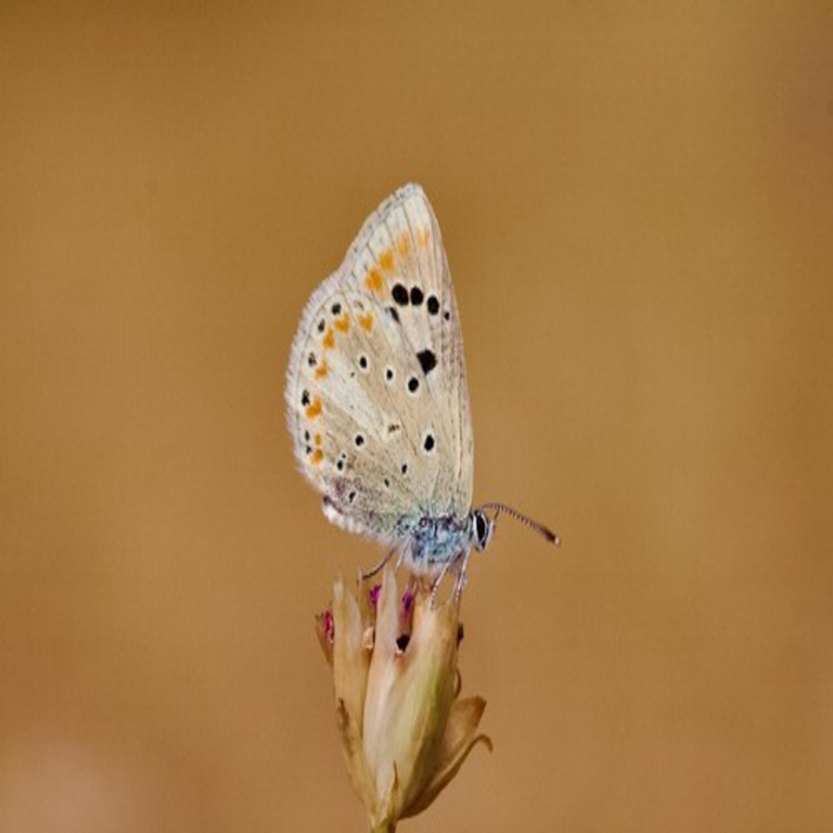 Una especie de mariposa poco común se ha convertido en el organismo con el mayor número de cromosomas conocido hasta la fecha, con un total de 229 pares.