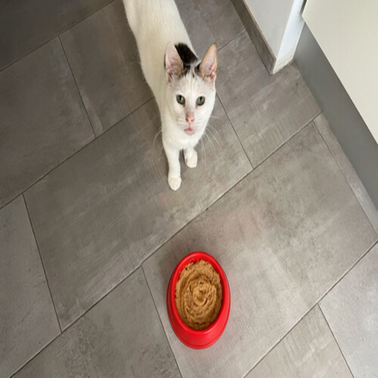 La neofobia alimentaria felina: un mecanismo de supervivencia que explica la reticencia al consumo de nuevos alimentos.