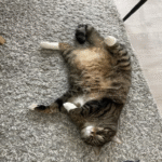 Cómo adquirí un gato e implementé un sistema de seguimiento de tareas para su gestión.