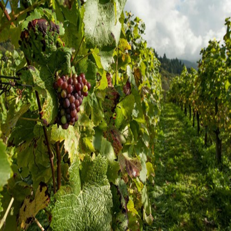 El sector vitivinícola continúa en una situación crítica: los agricultores anticipan una de las cosechas más deficientes del presente siglo.