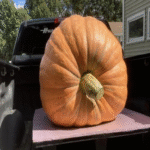 La cuestión fundamental no reside en la metodología para cultivar una calabaza de una tonelada, sino en los factores que motivan a un número significativo de productores a intentarlo.