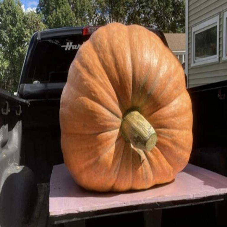 La cuestión fundamental no reside en la metodología para cultivar una calabaza de una tonelada, sino en los factores que motivan a un número significativo de productores a intentarlo.