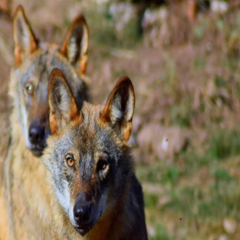El lobo ha constituido durante años un asunto político de gran controversia. En Asturias se autorizará a los cazadores para su control poblacional mediante abate.