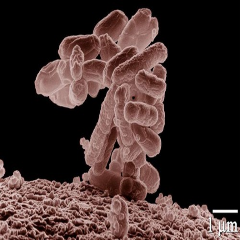 El 95% de los plásticos se producen a partir de petróleo y gas, pero Japón ha desarrollado un método bacteriano para su fabricación.