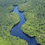 Colombia: La Amazonía se integra al futuro digital nacional mediante avances en tecnología e innovación, impulsados por la implementación de Colombia 4.0 en la región.